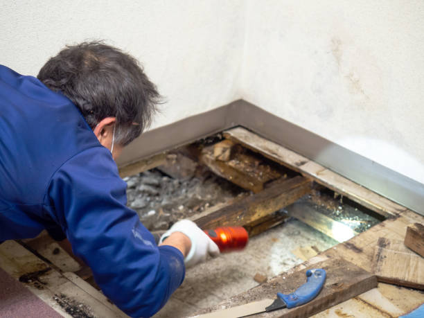 Best White Mold Remediation in Madison, GA