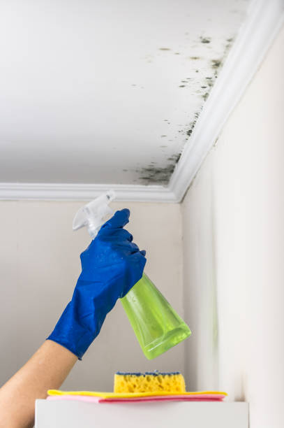 Best DIY Mold Remediation Support Services in Madison, GA